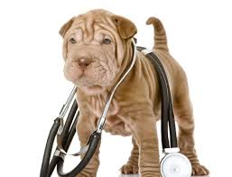 How To Check Your Dogs Vital Signs Rover Blog