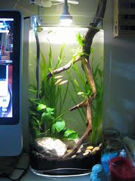 Image Result For Vase Aquarium Aquarium Aquascape Aquarium Design Betta Aquarium