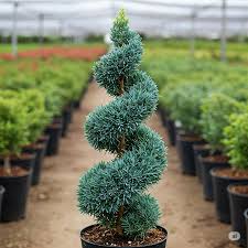 Image result for spiral cut juniper trees