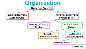 Nervous System Quiz 2021 Diagram Quizlet