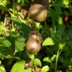 Image result for Dioscorea hirtiflora