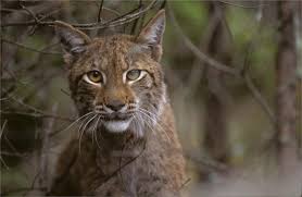 This is your ultimate 2021 music playlist brought to you by lynx & aitch. Eurasian Lynx Fitness Shows Little Variation Across Scandinavian Human Dominated Landscapes Scientific Reports