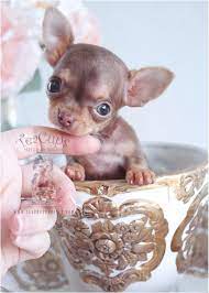 Apple head chihuahuas have a rounded skull, much like the fruit that is their namesake. Teacup Applehead Chihuahua Puppies For Sale Florida