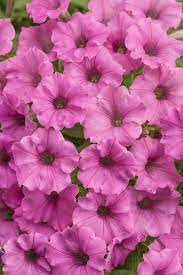 Supertunia Mini Vista Hot Pink Petunia Hybrid Petunias Annual Plants Pink Flowers