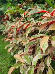 Image result for Excoecaria