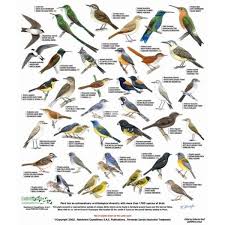 Alabama Birds Identification Chart Cusco Field Guide Of