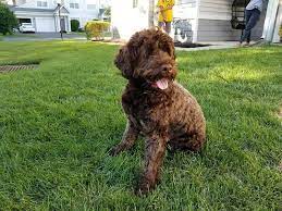 Check spelling or type a new query. The Portuguese Water Dog Ultimate Breed Information Guide Your Dog Advisor