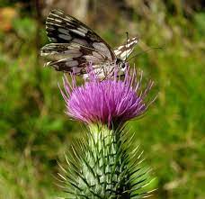 Butterfly On Thistle Flower Thistle Flower Natural World Flowers