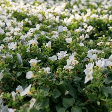 Image result for Bacopa