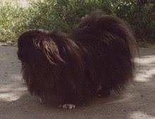 Tarrytown, new york, june 13. Pekingese Wikipedia