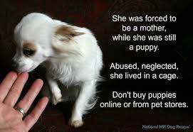 Please Never Buy A Puppy From A Pet Store Buy Puppies Puppies Rescue Dogs