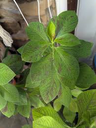 Image result for Synadenium cupulare