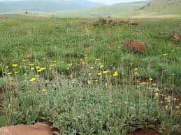 Image result for Haplocarpha scaposa