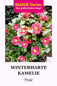 Winterharte Kamelie Pink Top Qualitat Baldur Garten In 2020 Winterhart Pflanzen Taglilien