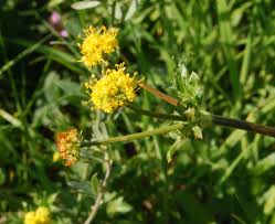 Image result for Sanicula elata