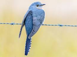 Image result for Priva flabelliformis