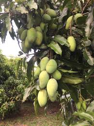 The mango varieties that we grow represent the finest selections from around the world including those selected here in florida. Zill High Performance Plants Posts Facebook