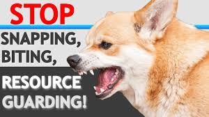 How to stop dog food aggression / resource gaurding. How To Stop Food Aggression Resource Guarding In Dogs Without Force Youtube