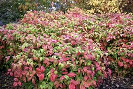 Low growing flowering shrubs uk. 5 Essential Low Growing Shrubs For Ground Cover Janet Bligh