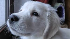 If your dog was a human, how old would he be? Golden Retriever Puppy Henry 10 Weeks Old Youtube