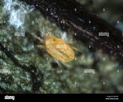 Image result for Tetranychidae grapevine