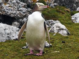Kidzsearch.com > wiki explore:web images videos games. Yellow Eyed Penguin Ebird