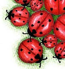 Ladybug Ladybug Ladybug Girl Baby Ladybug Ladybug Party