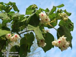 Image result for Dombeya burgessiae