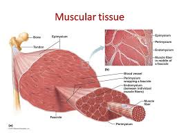This protein help in the movement of body or limbs by contraction and relaxation.they are arranged parallel to each other so. Muscular Tissue Skeletal Smooth And Cardiac Muscle Online Biology Notes