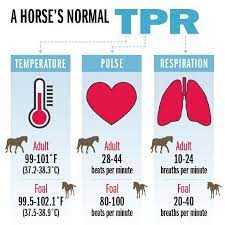 Truehunterjumper Horse Health Horse Care Equine Care