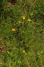 Image result for Guizotia scabra