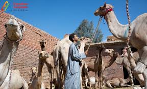 Your details from facebook will be used to provide you with tailored content, marketing. The Camel The Egyptian Civilization Guide Ship Of The Desert