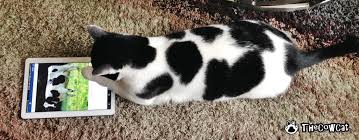Image result for funny cat with black dots