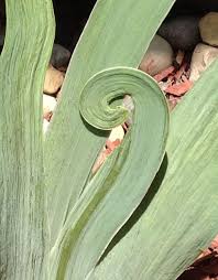 Check spelling or type a new query. Iris Leaves With A Curl Plant Leaves Leaves Plants