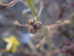 Image result for Tecophilaeaceae