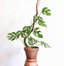 Rhaphidophora Tetrasperma Mini Monstera Native To Southern Thailand And Malaysia Plant Care Houseplant House Plants Indoor Plants