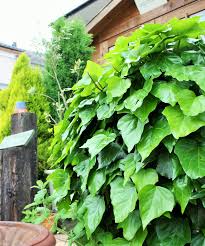 アイビーの葉っぱの先に付く黒い点は虫ですか みどりデザイン研究所