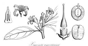 Image result for Olacaceae