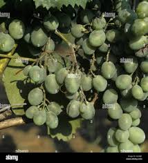 Image result for Uncinula necator