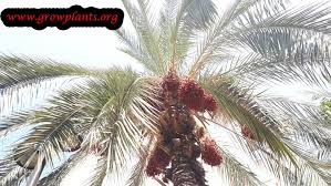 Date palm, tree of the palm family (arecaceae) cultivated for its sweet edible fruits. Date Palm Tree How To Grow Care