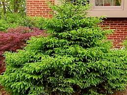 Showy spring flowers in purples, pinks, yellow, and white pop against glossy green foliage on this shrub. Dwarf Shrubs And More Diy