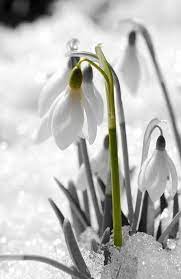 Pin By Natali On Blanco Types Of Flowers Corporate Flowers Spring Flowers