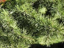 Image result for Rhipidoglossum bilobatum