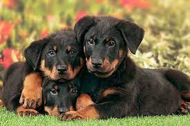 The average price for the beauceron breed in the uk is : Beauceron Puppies Price Facts Pictures Temperament Appearance Characteristics Animals Adda