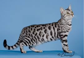 Beautiful Black And White Spotted Cat Black Silver Spotted Tabby Bengal Bengal Cat American Bobtail Cat Beautiful Cats