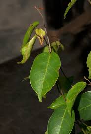 Image result for Hymenocardia