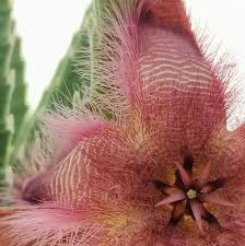 Image result for Mostuea hirsuta