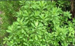 Image result for Euphorbia grantii