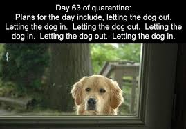 Quarantine Memes Dogs Knockin Jokes