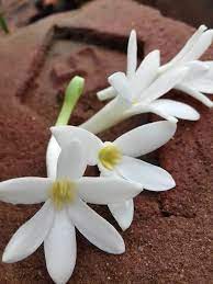 We did not find results for: What Does Jasmine Smell Like Plus 10 Jasmine Perfumes To Try Everfumed The World Of Fragrances